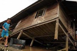 DITERJANG PUTING BELIUNG