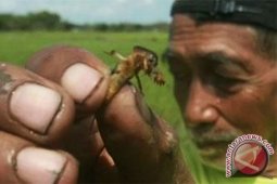 Hama "orong-orong" serang belasan hektare tanaman padi