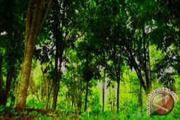 Peneliti kehutanan Bengkulu dukung pembangunan kebun raya