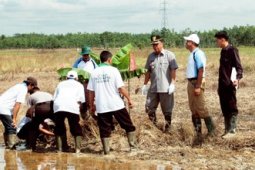 PEMBERANTASAN OPT TERPADU