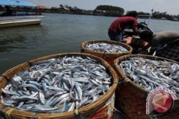 Harga ikan segar turun