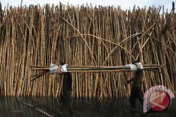 Perajin rotan keluhkan bahan baku dan modal