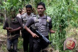 Polda Sumsel temukan lahan ganja