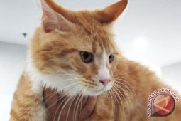Kompetisi kucing cantik "Manisku Cintaku"