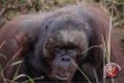 Orangutan Ditemukan dengan Luka Tembak di Kepala