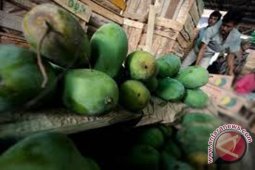Mangga Indramayu banjiri Bengkulu