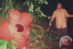 Tujuh bersaudara pelestari raflesia