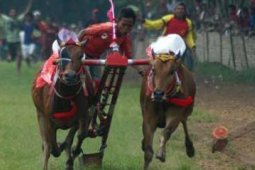 KARAPAN SAPI