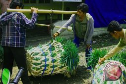 Petani Rejanglebong keluhkan anjloknya harga sayur