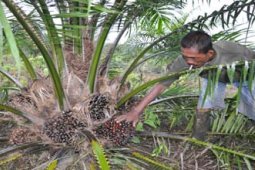 Buah Paser
