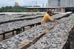 KEBIJAKAN IKAN IMPOR