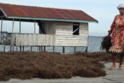 Budidaya Rumput Laut