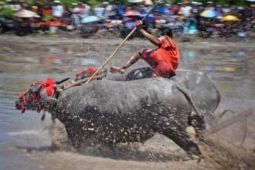 Tajuk ANTARA NTB - Karapan Kerbau di persimpangan zaman