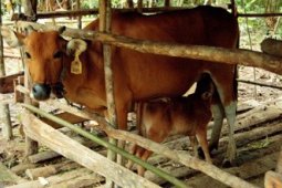 BANTUAN SAPI BERHASIL