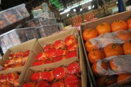 IMPOR BUAH MELONJAK