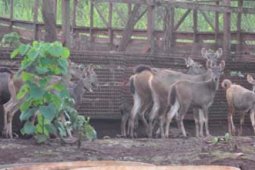 PENANGKARAN RUSA