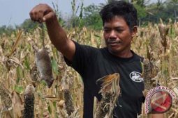 "Gropyokan" tikus dilaksanakan saat pengeringan irigasi