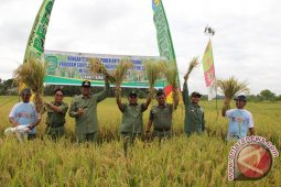 Gapoktan Bukit Biru Lakukan Panen Raya