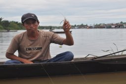 MUSIM UDANG