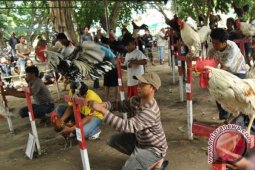 300 ayam ketawa kontes tingkat nasional