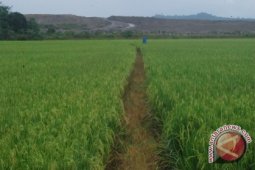 Kaltim Pertahankan Padi Ladang di Long Apari