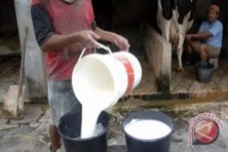 Contoh Jabar Kelola Sapi Perah