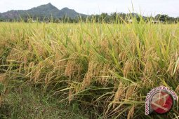 Beras "Gerbang Raja" Diharapkan Memotivasi Produktivitas Petani