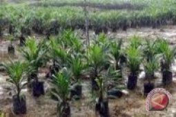 Perkebunan Kaltim Serap 444.467 Tenaga Kerja