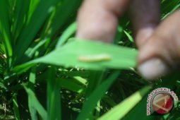Hama ulat daun serang belasan hektare sawah petani