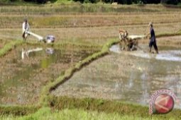 Kelompok Tani Tabalong Cetak Sawah