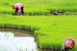 Cetak sawah baru dukung surplus beras nasional