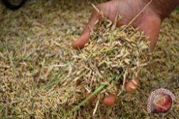 Petani Belum Jual Gabah Ke Bulog