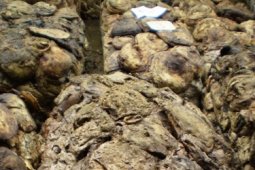 Pasar lelang karet Panerokan dipuji Wamendag