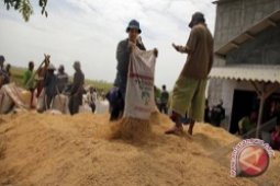 Harga Gabah Tingkat Petani Kalsel Naik