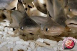 Ikan Sungai Batanghari terancam racun mercuri