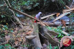 Lima cara Tanjabtim jaga kelestarian hutan