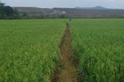 Sawah Di Tengah Tambang