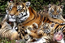 Harimau Sumatera di Jambi tinggal 250-300 ekor