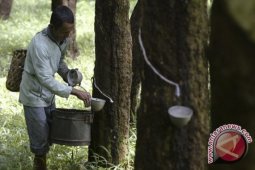 400 hektare karet Tebo diremajakan
