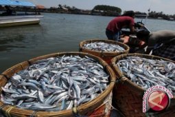 Harga ikan Nila di Jambi naik