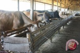 Disnak Jambi targetkan satu juta sapi