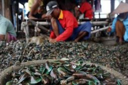 TANGKAPAN KERANG MENURUN