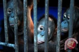 Orangutan makin terdesak