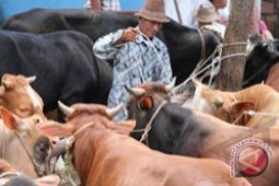 Stok Sapi Cukup Meski Mahal