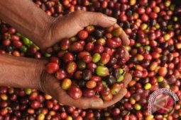 Penyakit Gaya Hidup Bukan Karena Kopi?