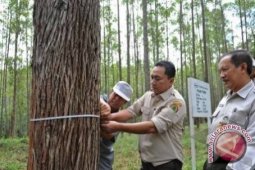 Suku Anak Dalam terdesak pembukaan HTI