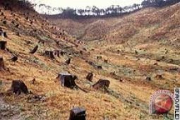Walhi : Hutan alam Indonesia tersisa 60 juta hektare