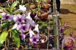 Titi orchid selamatkan anggrek Merapi