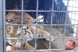 Arifin berniat jerat babi justru diterkam harimau