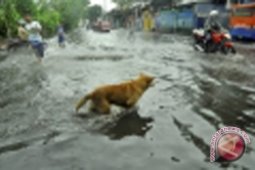 Rabies Cases High Enough in Banjarbaru